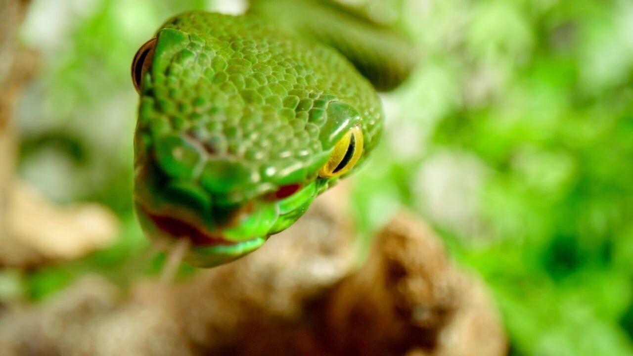Can Snakes Hear or Are They Deaf? Do Snakes Have Ears? - A-Z Animals