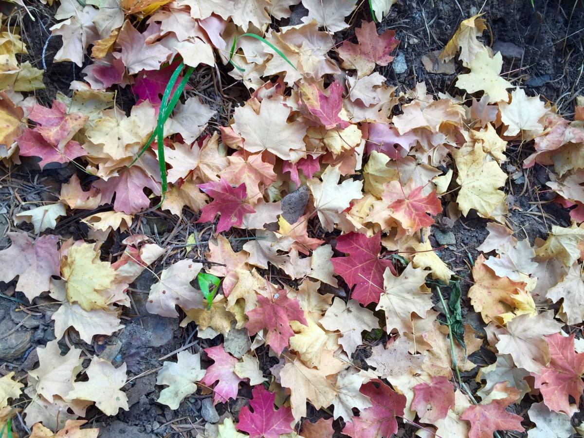 Autumn in the Catalina Mountains