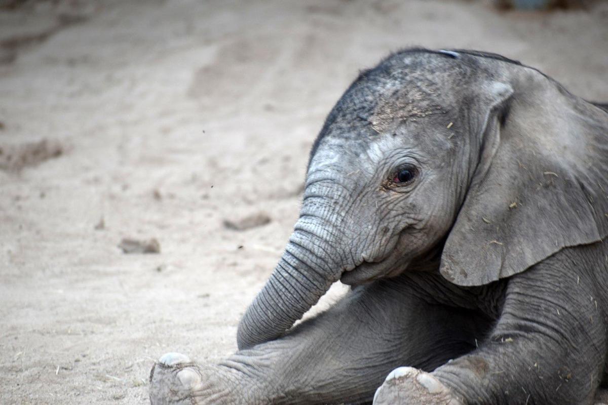 Ya Sabemos Como Se Llama La Bebe Elefanta De Tucson Vida Y Familia Tucson Com