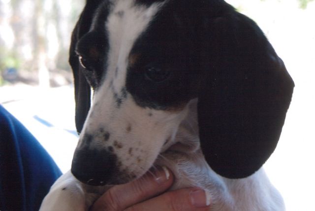 Happy National Dog Day!