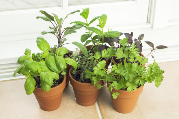 What Herbs Can I Grow Indoors?