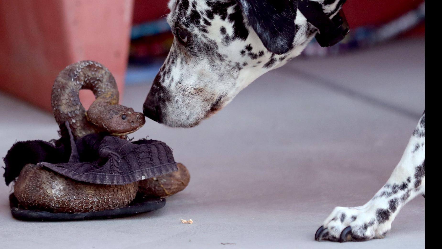 Photos Humane Society Of Southern Arizona S Rattlesnake Avoidance Classes Photos By Kelly Presnell Arizona Daily Star Tucson Com
