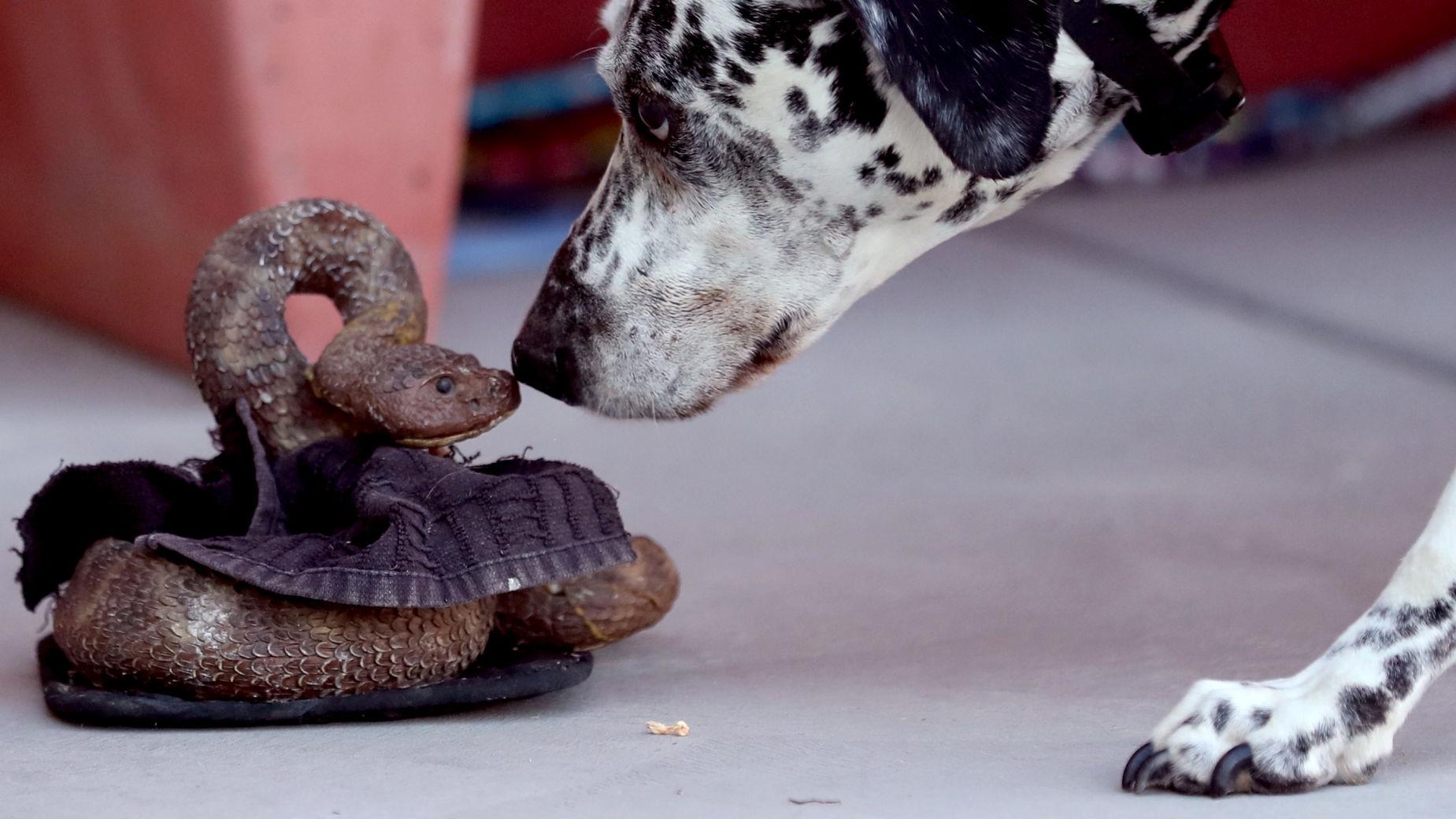 Photos Humane Society Of Southern Arizona S Rattlesnake Avoidance Classes Photos By Kelly Presnell Arizona Daily Star Tucson Com
