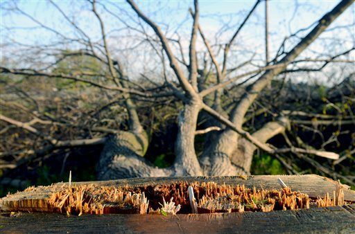Trees felled in Lansing to avoid roosting by bats