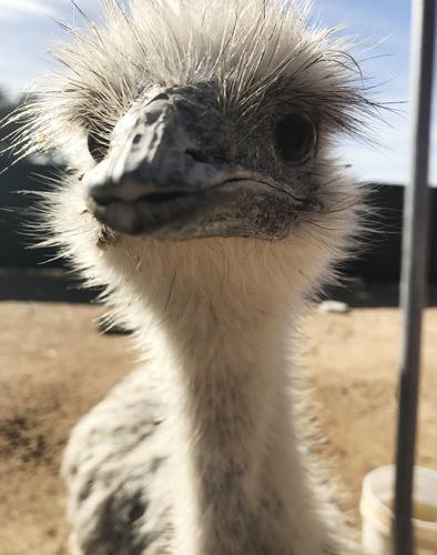 Emu