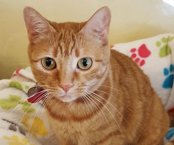 Adopt a friend: Tubac Ginger