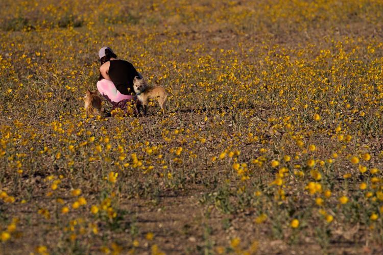 Death Valley Superbloom