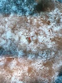 Border Patrol: Migrant in distress atop snowy mountain rescued by agents