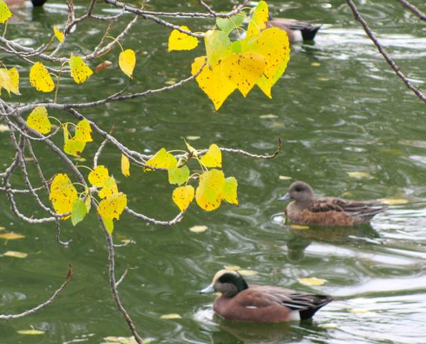 Ducks and autumn leaves
