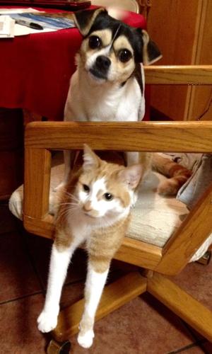 Happy National Dog Day!