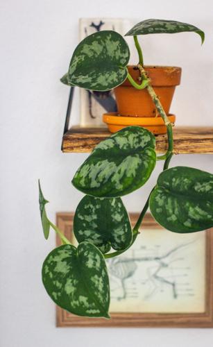 Silver satin pothos (Scindapsus pictus)