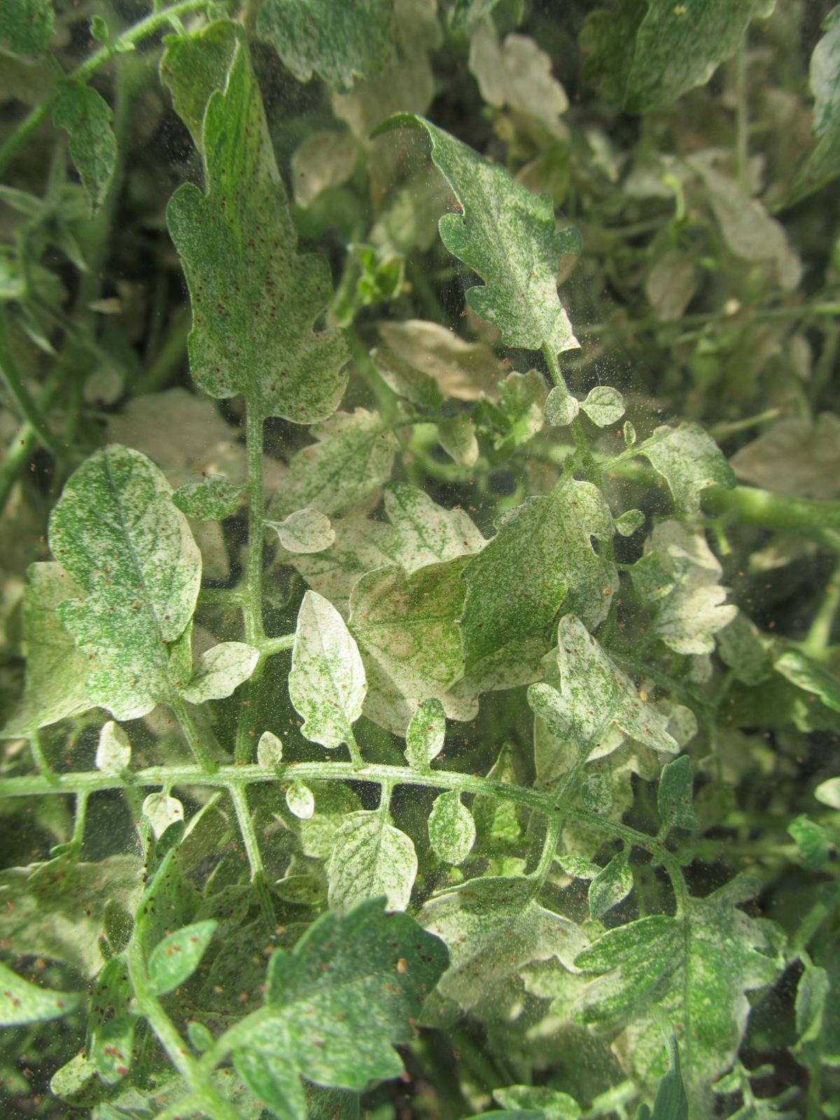Spider mites devastating tomato plant