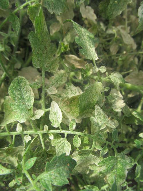 Spider Mites Devastating Tomato Plant Tucson Spider Mites Devastating Tomato Plant