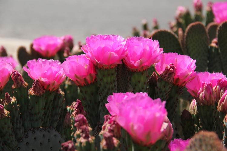 Cactus blooms