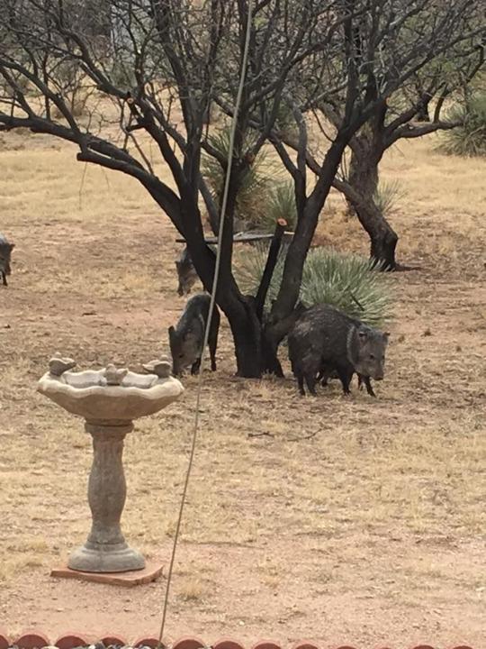 53 photos that prove javelinas are the cuties of the desert