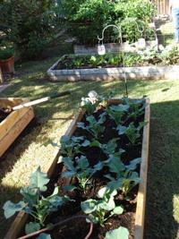 Rosie on the House: Raised garden will damage grass