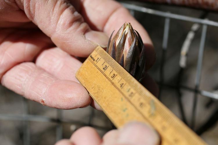 Night-blooming cactus