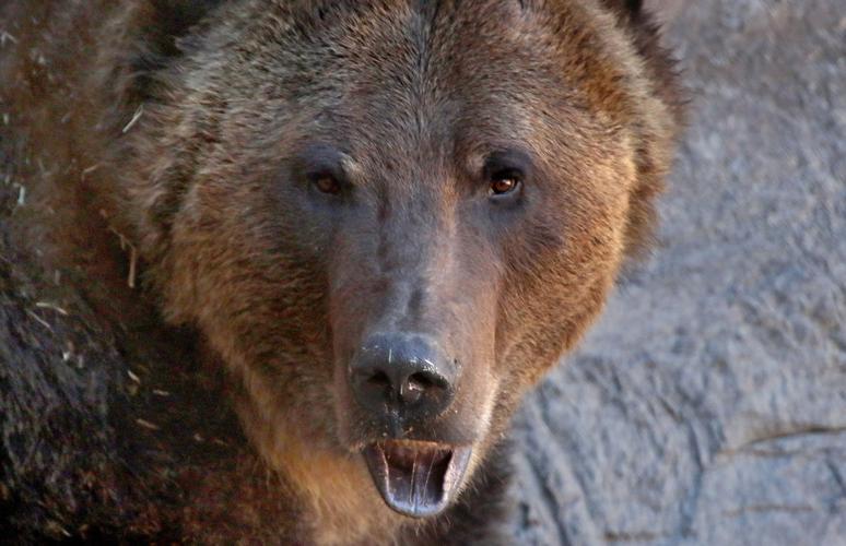 Next week: Grizzlies!