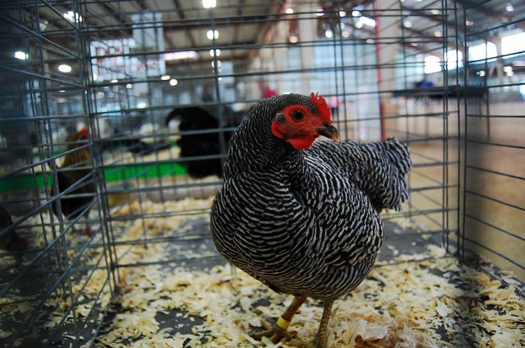Pima County Fair's poultry show