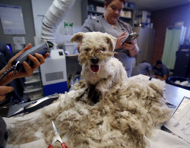 Pima Animal Care Center