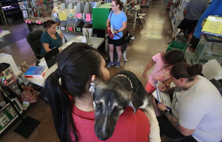 Animal Fair shot clinic