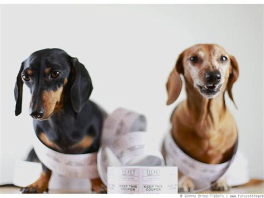 Millions-for-Tucson-doggies.png