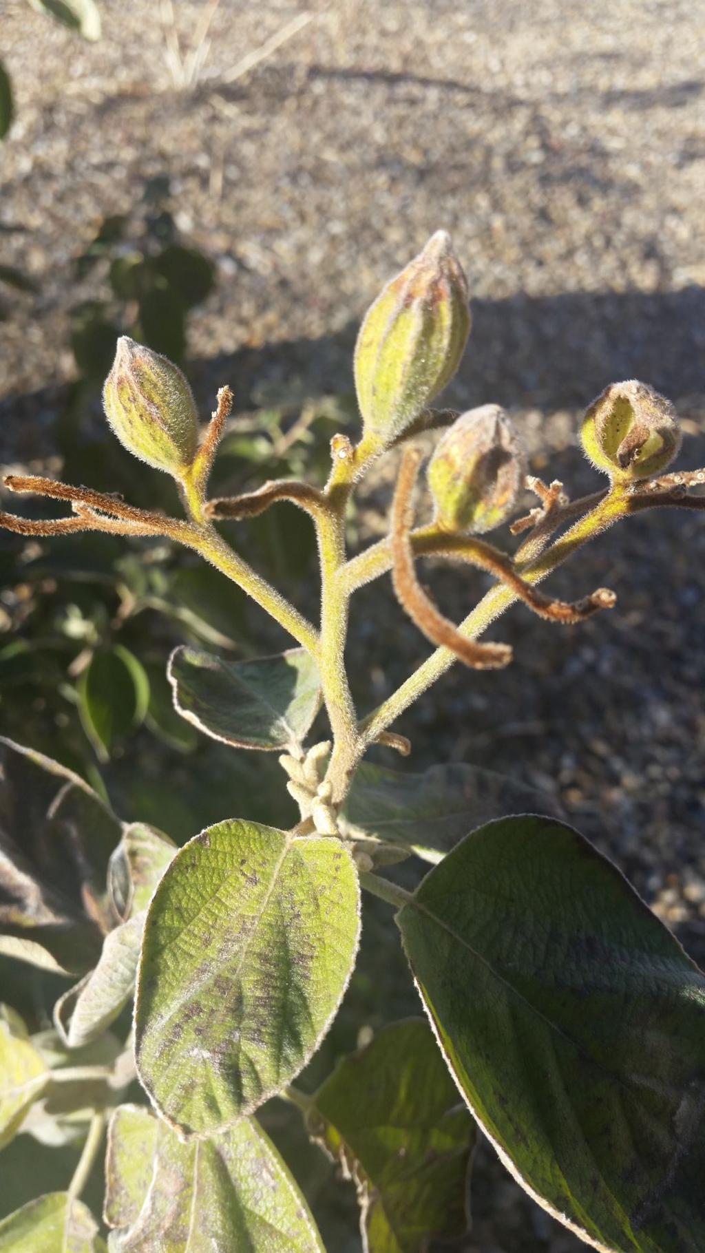 mexican olive tree care