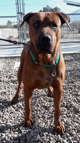 Adopt a friend: Big Red