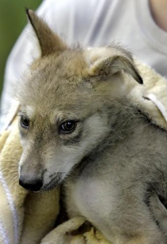 Cachorros de Lobo Mexicano: esperanza para una especie en peligro de extinción   