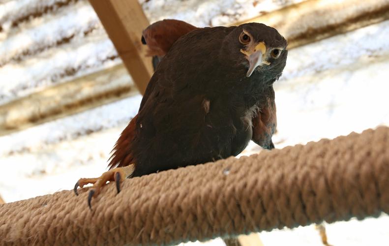 Wildlife sanctuary rebuilds