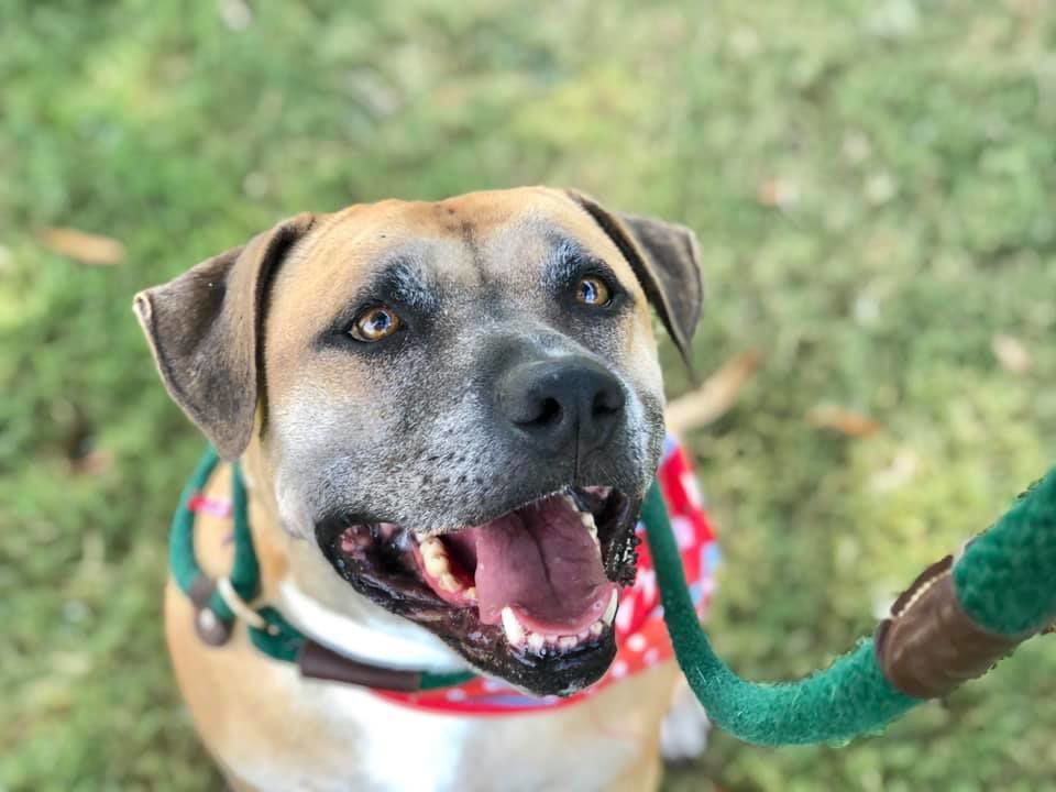 Adoptable pets in Tucson | Entertainment | tucson.com