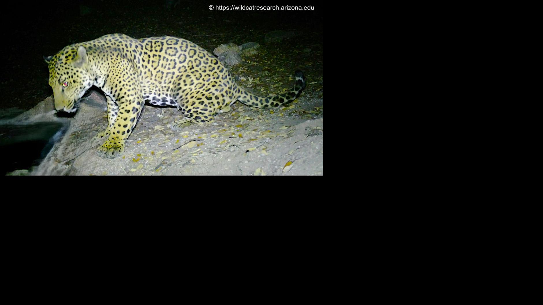 Footage of Southern Arizona's newest jaguar isn't exactly spotty