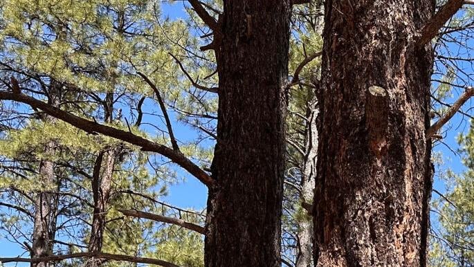 What the roadless rule means for Arizona's forests