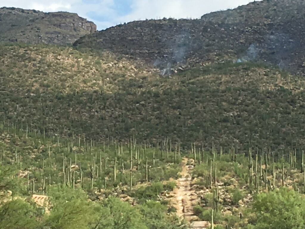 Buffelgrass fire