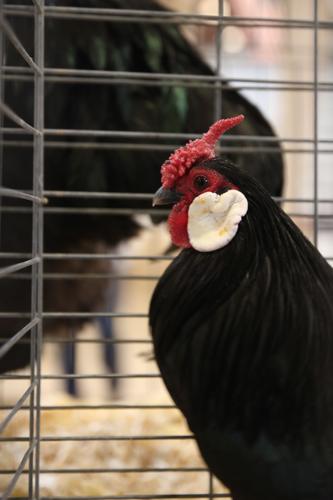 Pima County Fair's poultry show