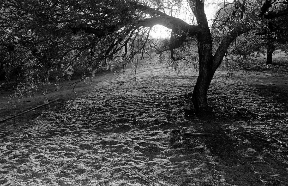 Rancho Romero (Catalina State Park)