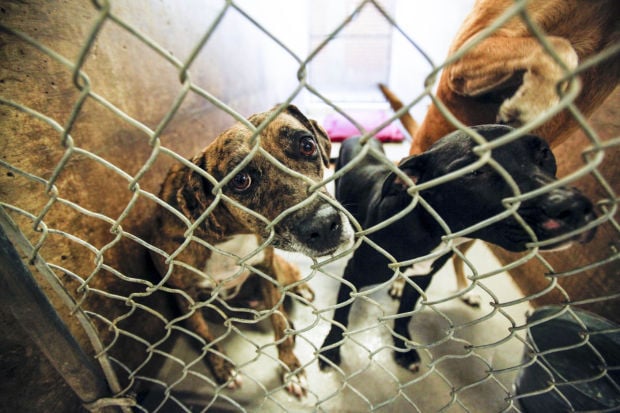 Prop. money would rebuild Pima County animal shelter | Government and ...