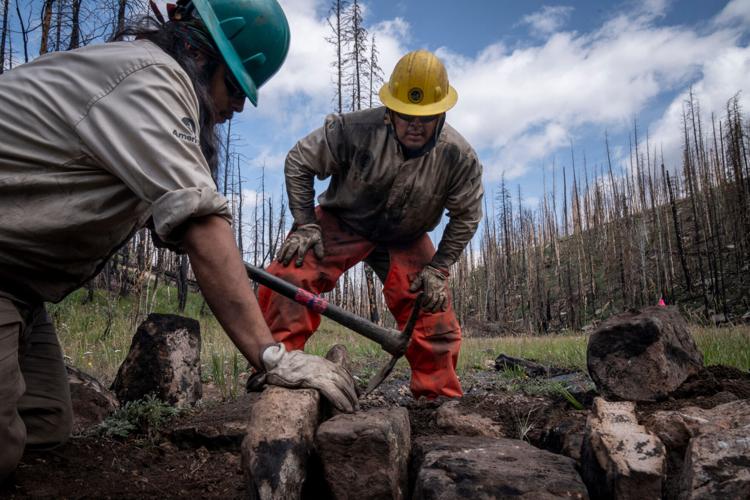 The race is on to restore a spring-fed creek torched by huge Arizona wildfire