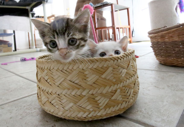 Patti Beck and her foster kittens