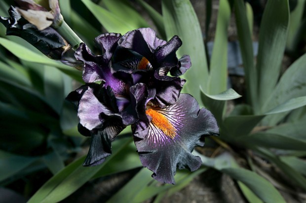 Catching the iris virus Love blooms in iris garden    