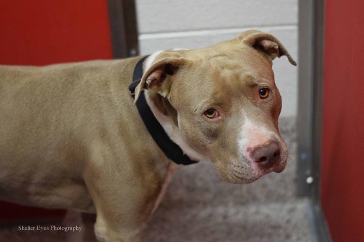 Adopt a friend: Donald