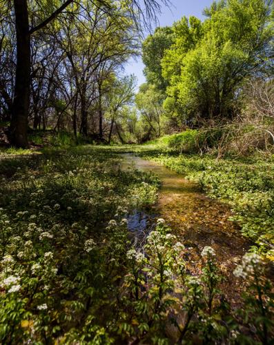 Patagonia-Sonoita Creek Preserve