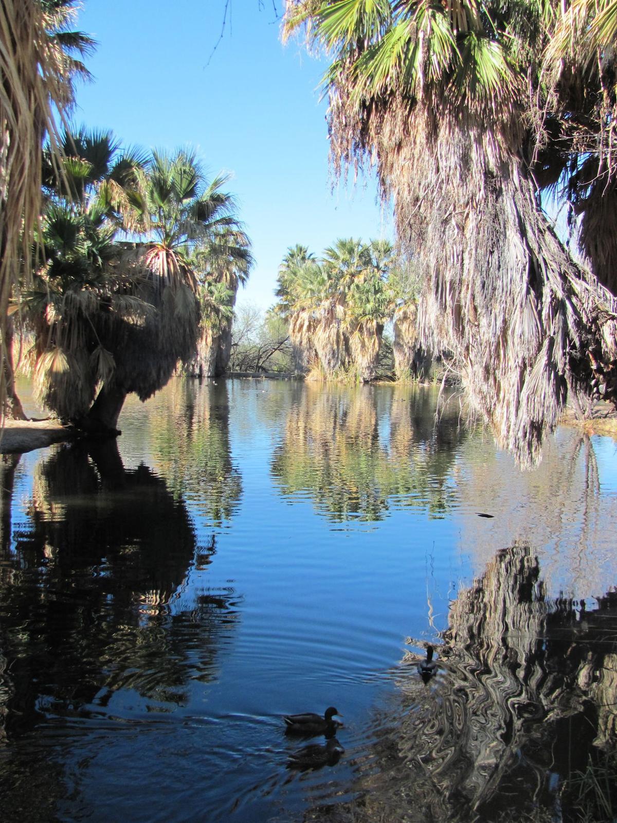 Project to restore Tucson's Agua Caliente pond begins in February