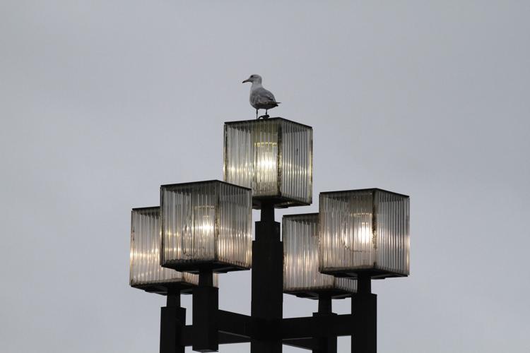 Gardening-Birds-Outdoor Lighting