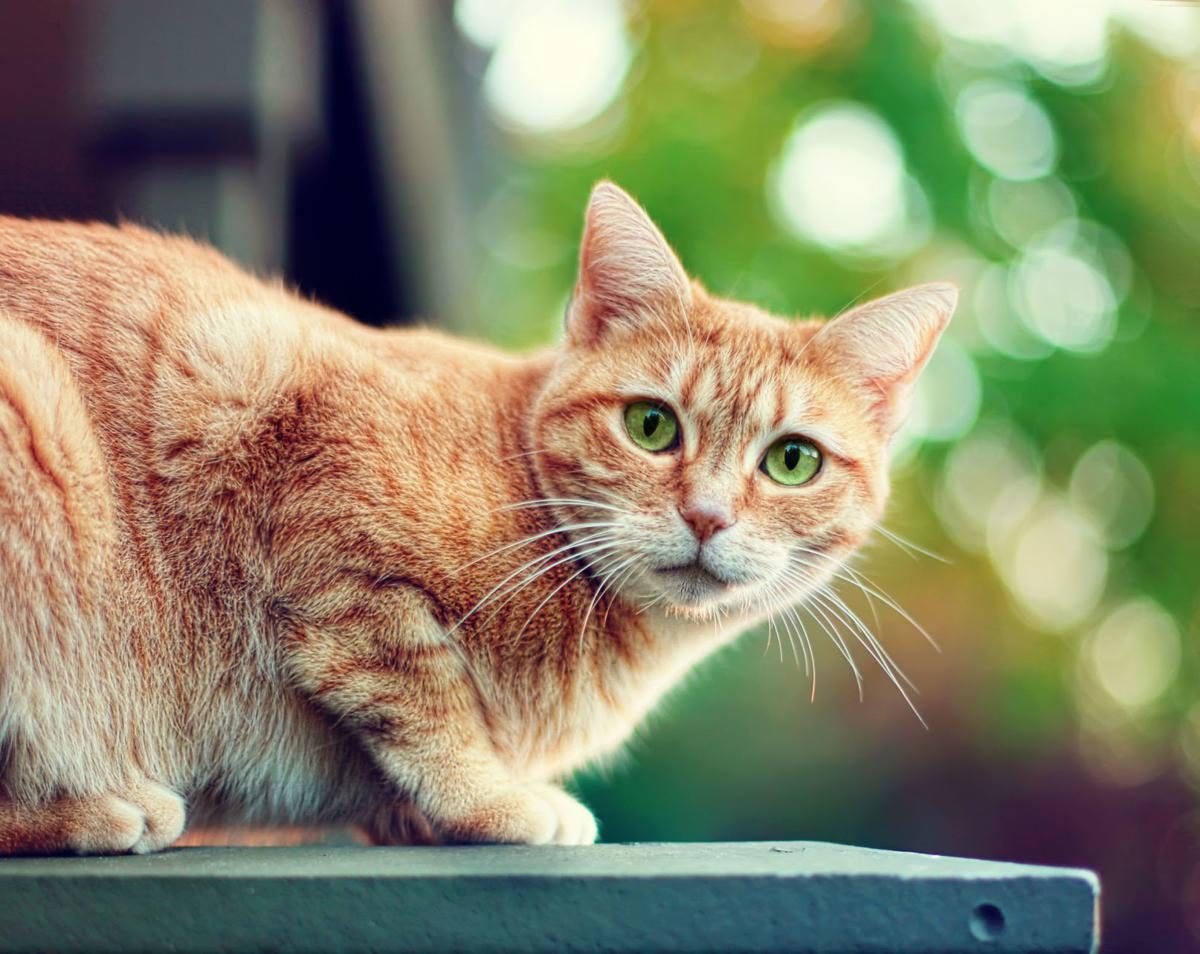 Nighttime Vocalizations Keep Cat Owner Awake Pets Tucson Com
