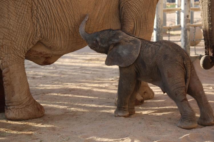 Reid Park Zoo, baby elephant (copy)