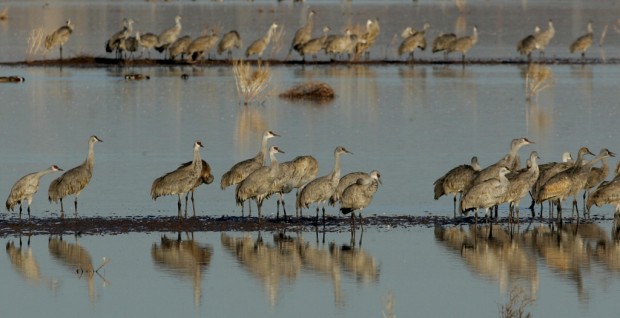 Water-pump woes end crane season    