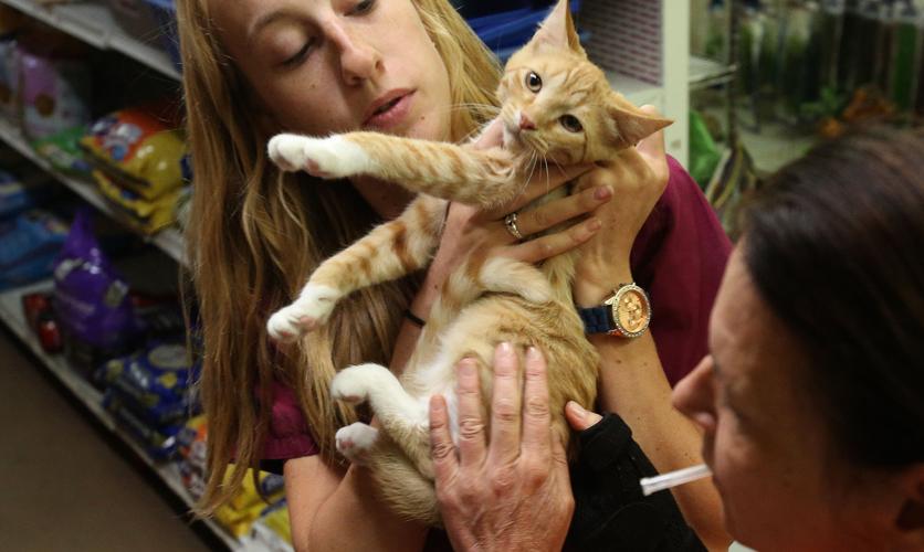 Animal Fair shot clinic