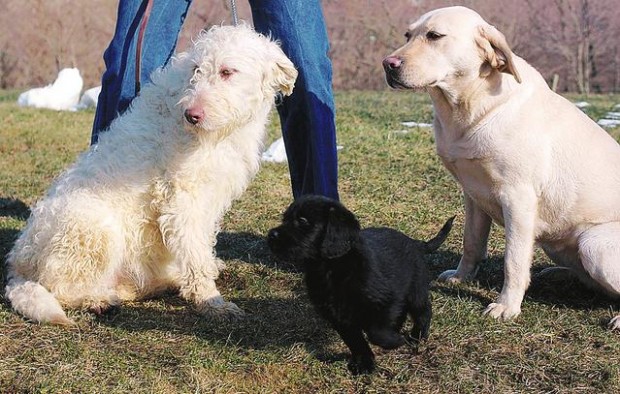 Meet the labradoodle  
