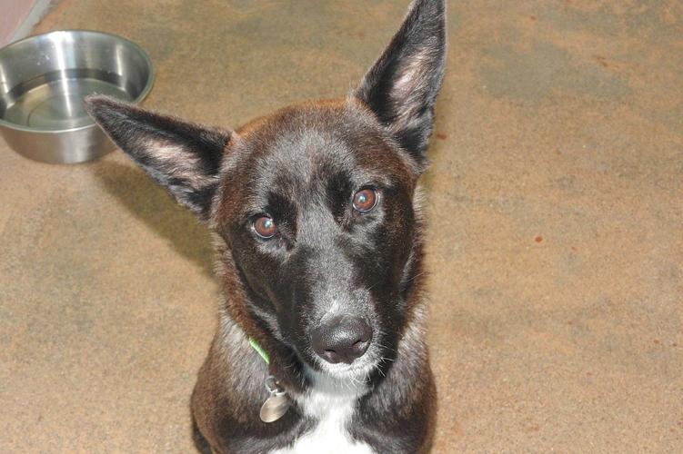 Adopt a friend: Kira